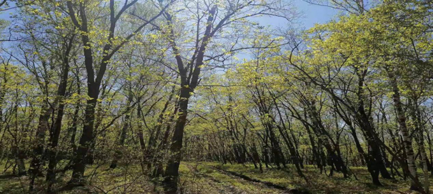 image005.jpg image005.jpg